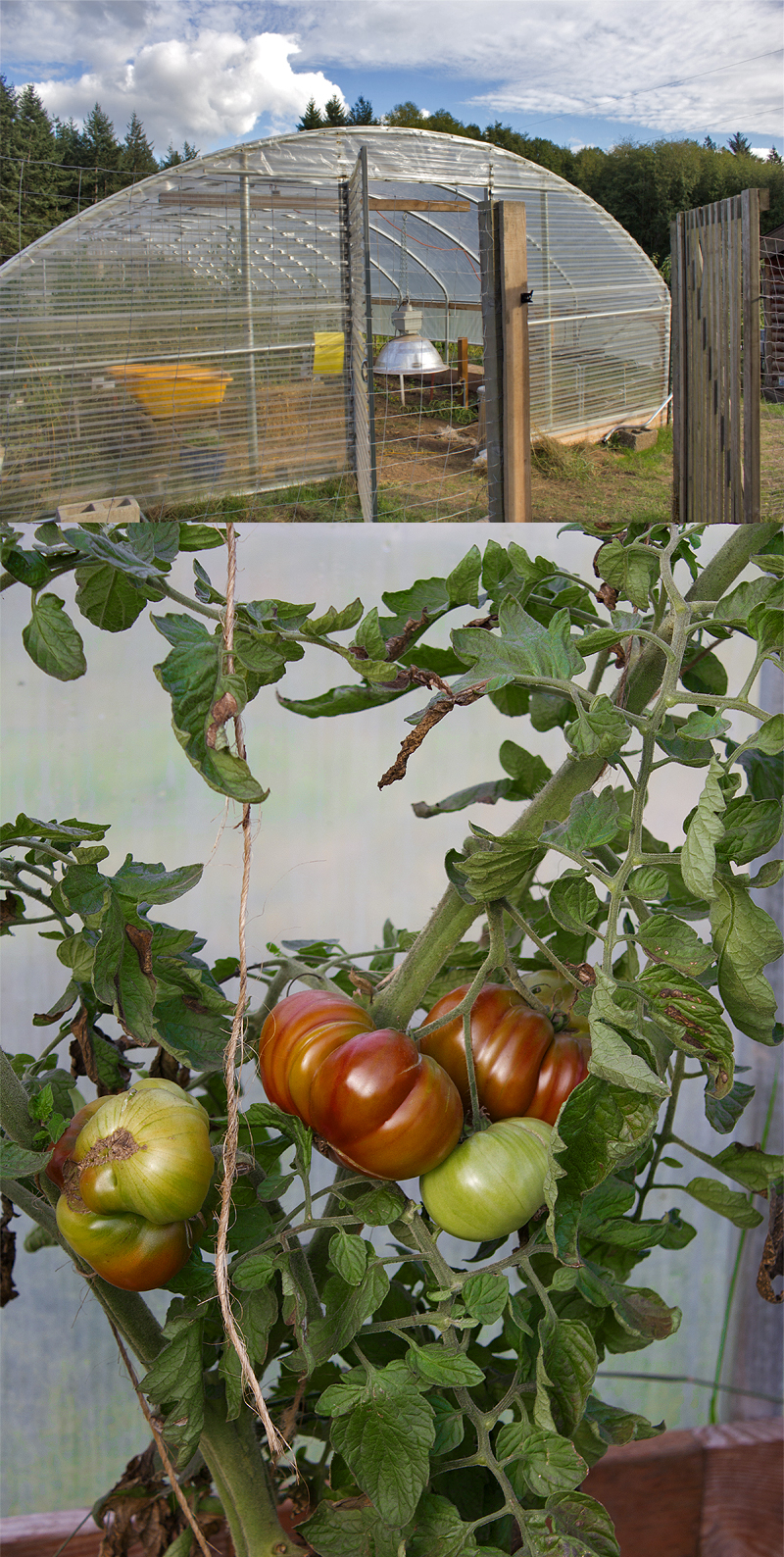 Tomato Heaven, Doe Bay Garden, Orcas Island